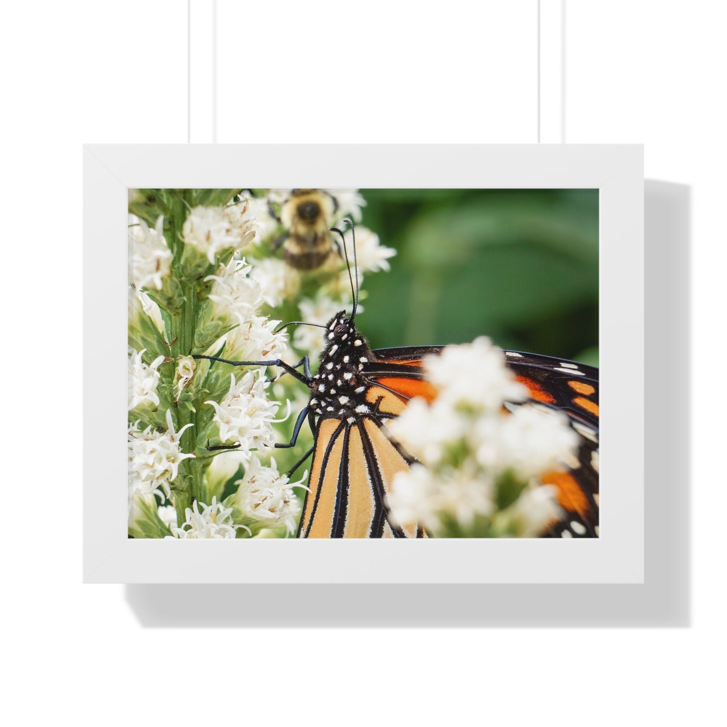 A Monarch Butterfly In Waiting Framed Matte Print