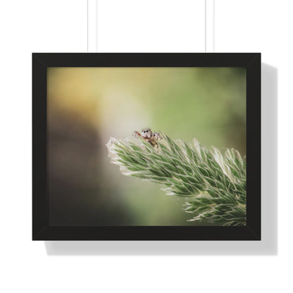 Jumping Spider in Macro Framed Matte Print