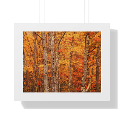 Forest of Autumn Colors Framed Matte Print