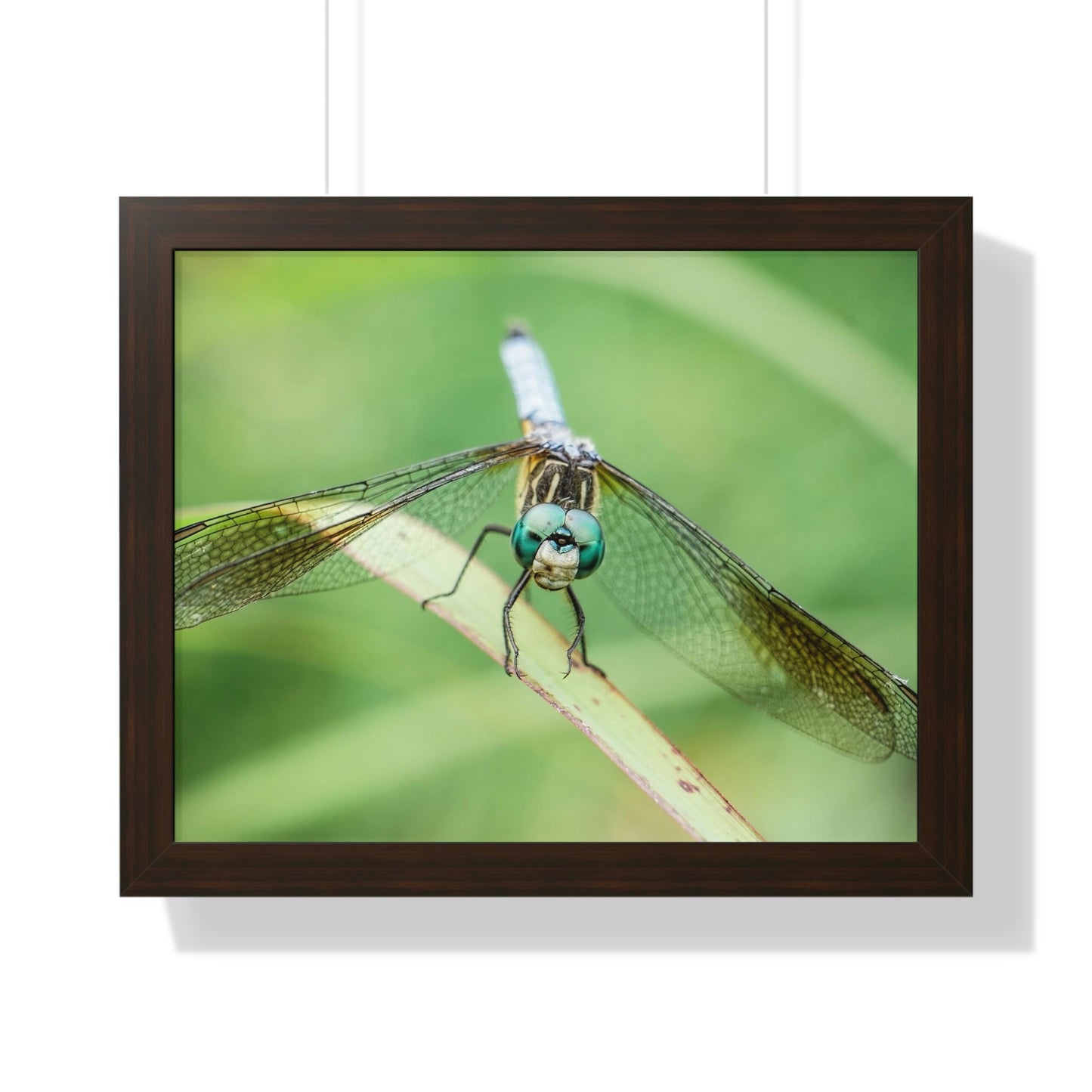 Macro Dragonfly Eyes Framed Matte Print