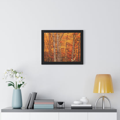 Forest of Autumn Colors Framed Matte Print