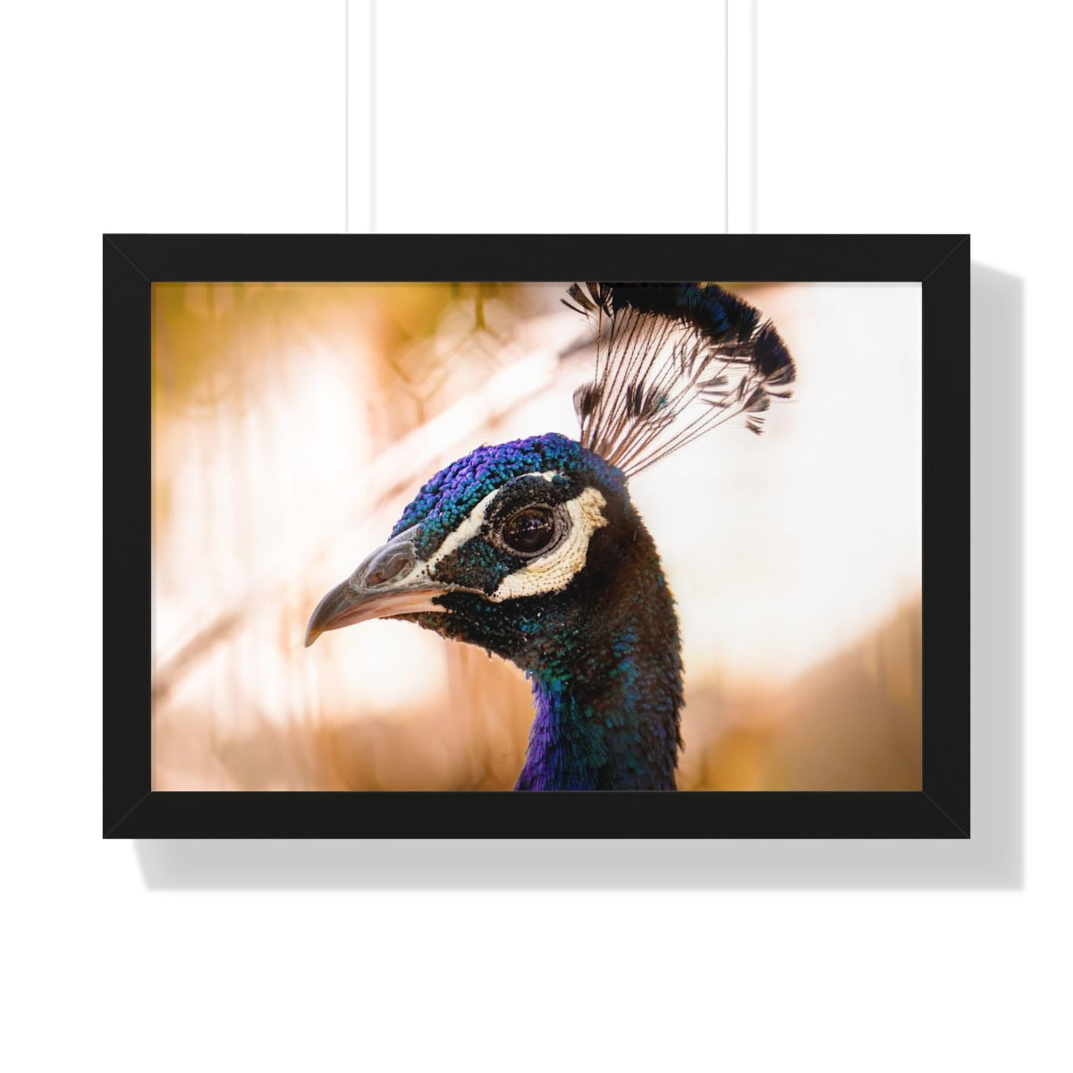 Peculiar Peacock Framed Matte Print