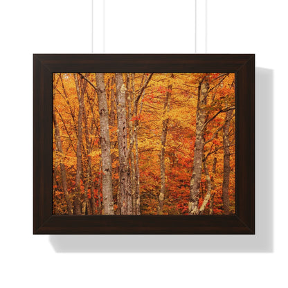 Forest of Autumn Colors Framed Matte Print