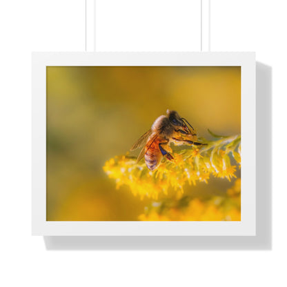 Golden Honey Bee Framed Matte Print