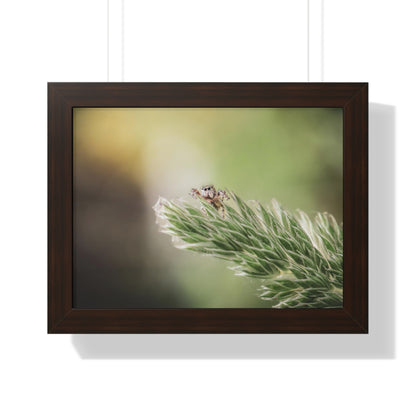 Jumping Spider in Macro Framed Matte Print