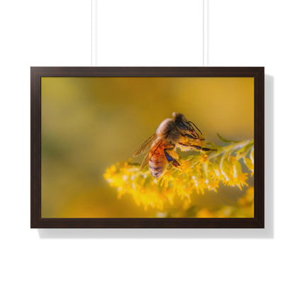 Golden Honey Bee Framed Matte Print