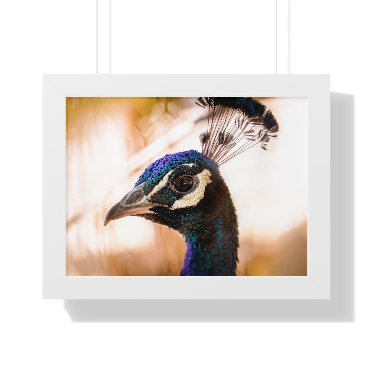 Peculiar Peacock Framed Matte Print