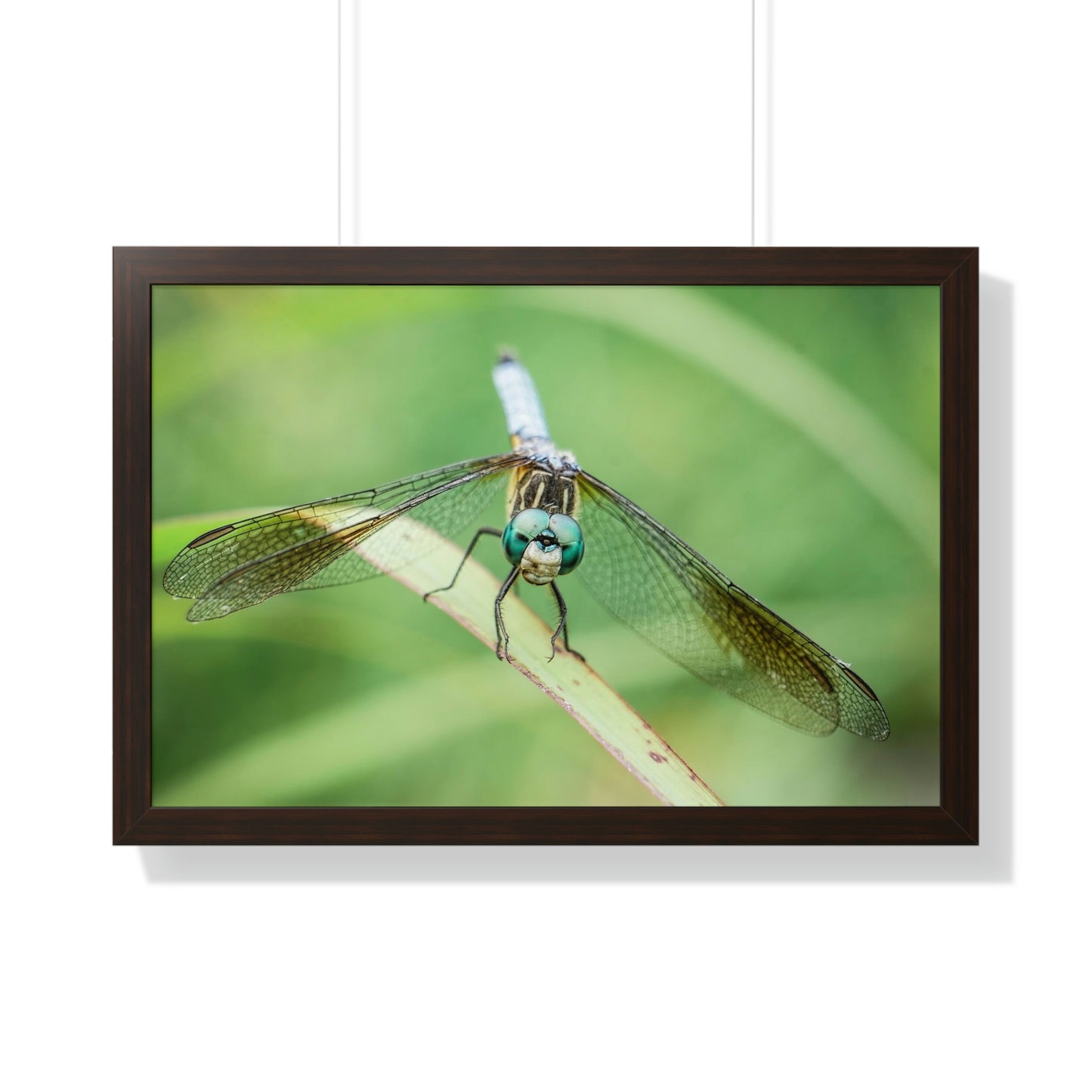 Macro Dragonfly Eyes Framed Matte Print