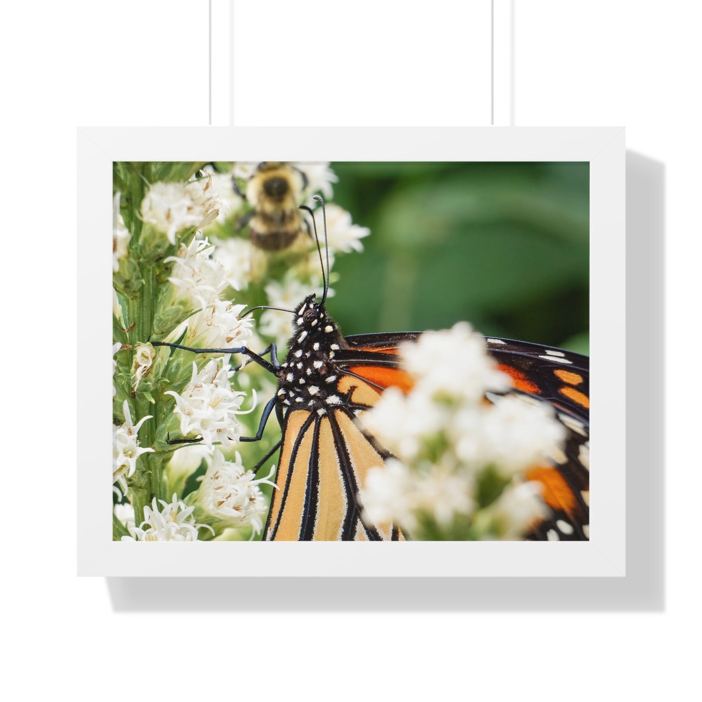 A Monarch Butterfly In Waiting Framed Matte Print