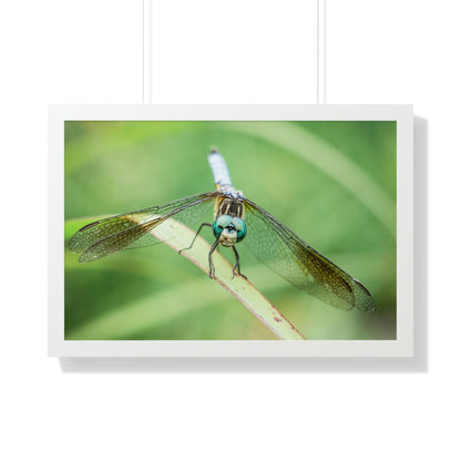 Macro Dragonfly Eyes Framed Matte Print