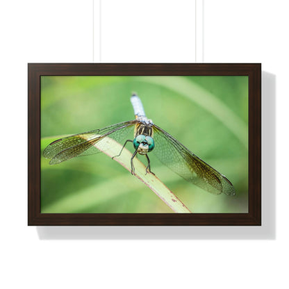 Macro Dragonfly Eyes Framed Matte Print