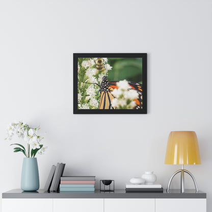 A Monarch Butterfly In Waiting Framed Matte Print