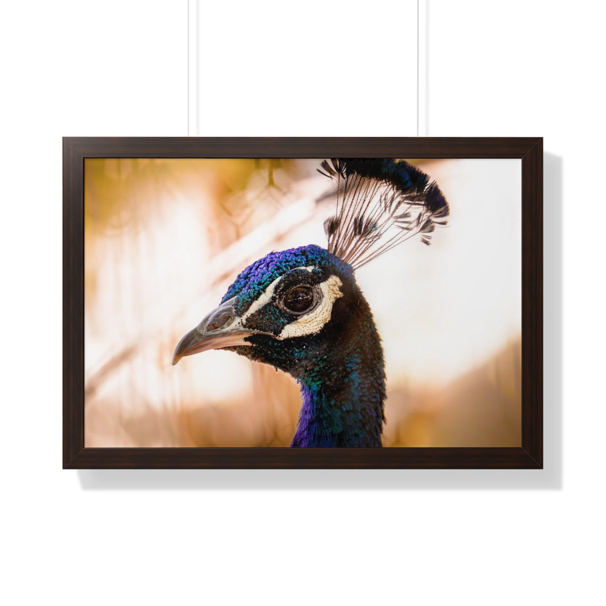 Peculiar Peacock Framed Matte Print