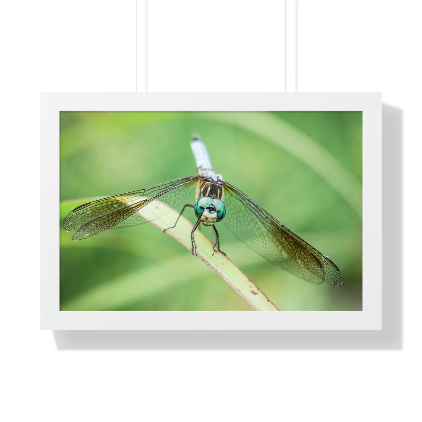 Macro Dragonfly Eyes Framed Matte Print