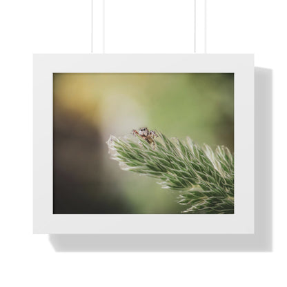 Jumping Spider in Macro Framed Matte Print