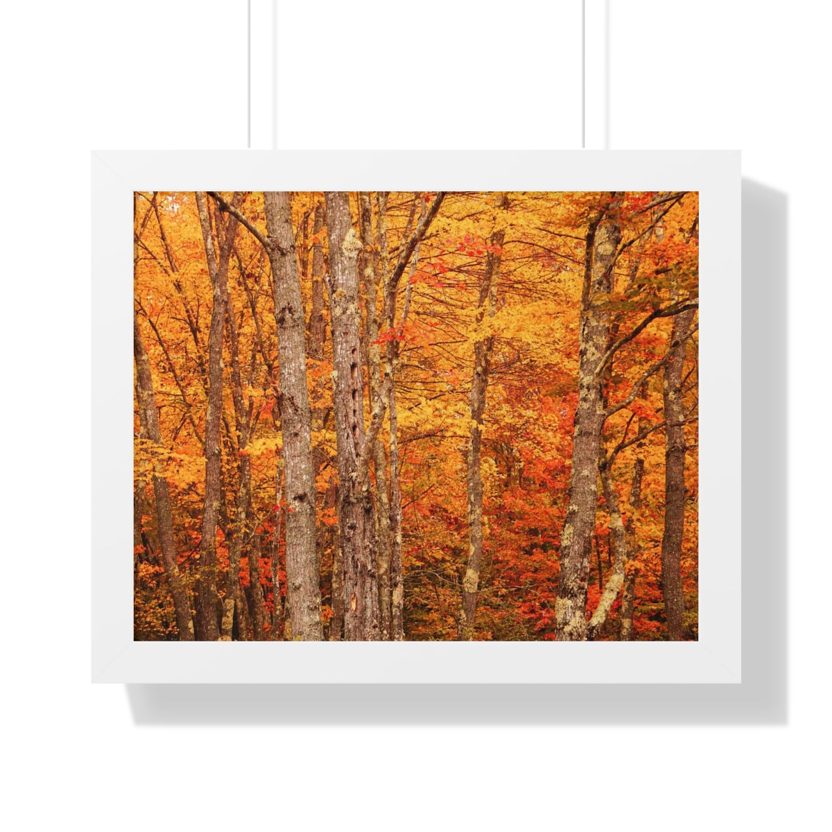 Forest of Autumn Colors Framed Matte Print