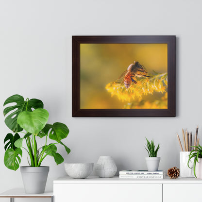 Golden Honey Bee Framed Matte Print