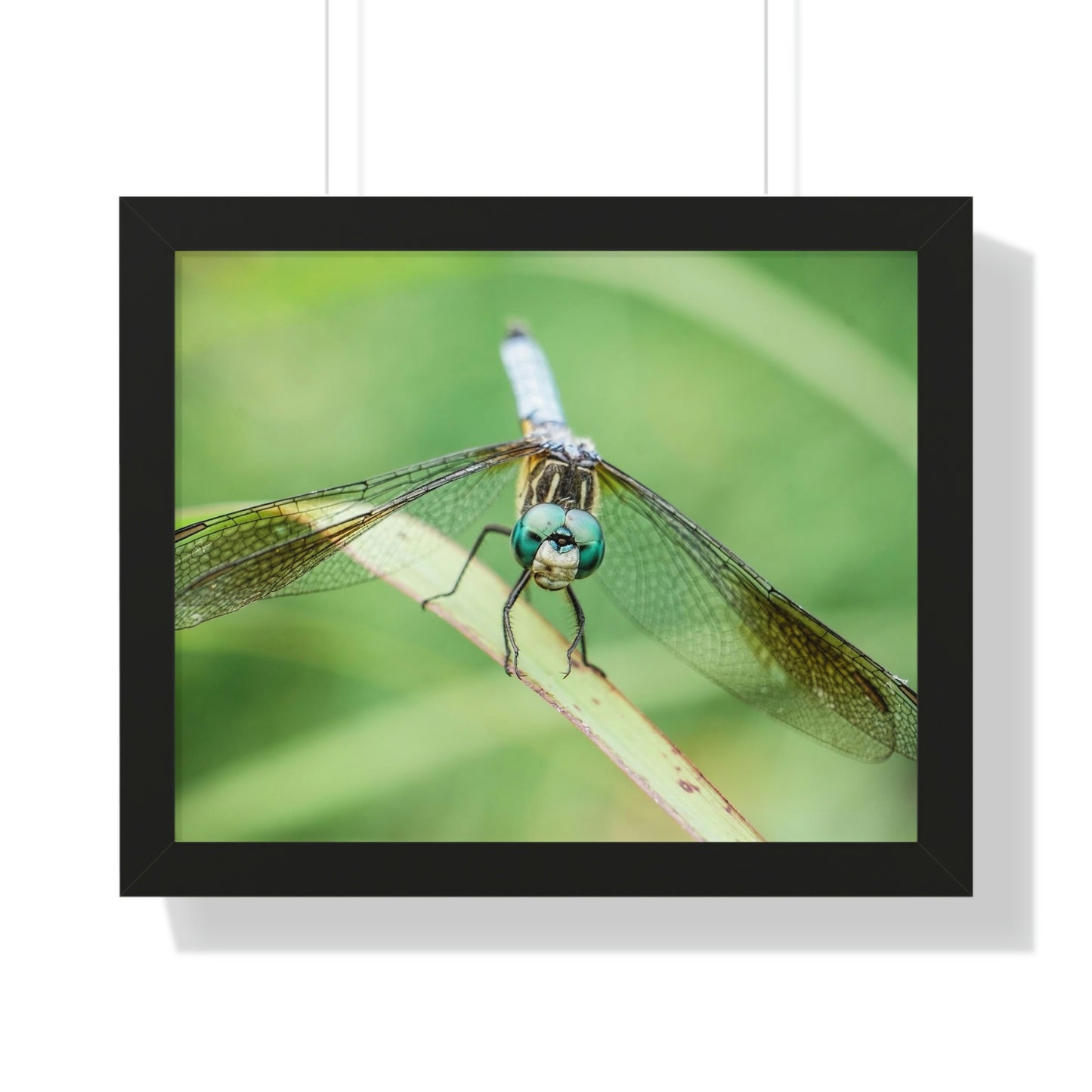 Macro Dragonfly Eyes Framed Matte Print