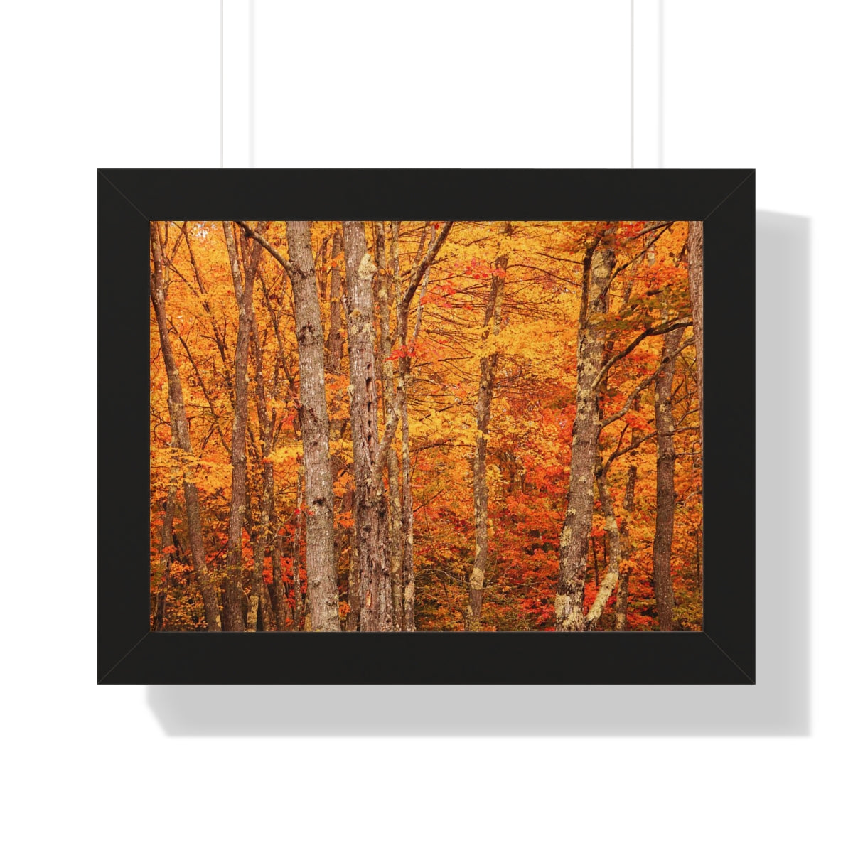 Forest of Autumn Colors Framed Matte Print