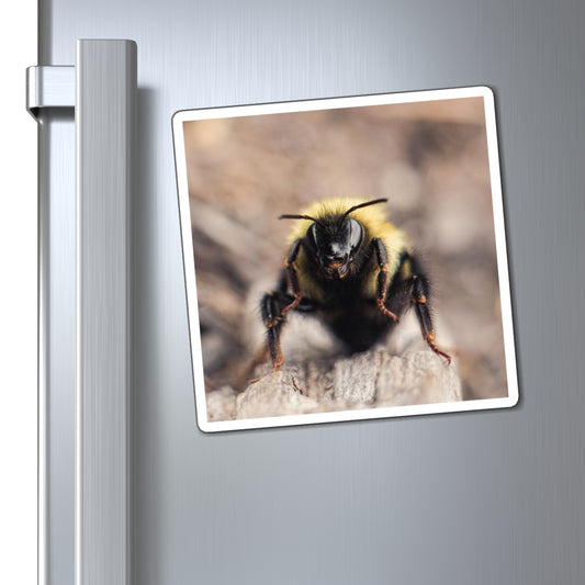 Bumble Bee Gets Close Magnet