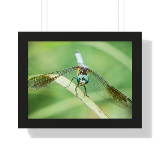 Macro Dragonfly Eyes Framed Matte Print