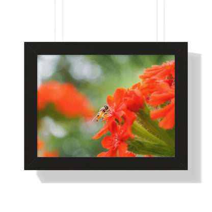 Flower Fly on Red Flowers Framed Matte Print