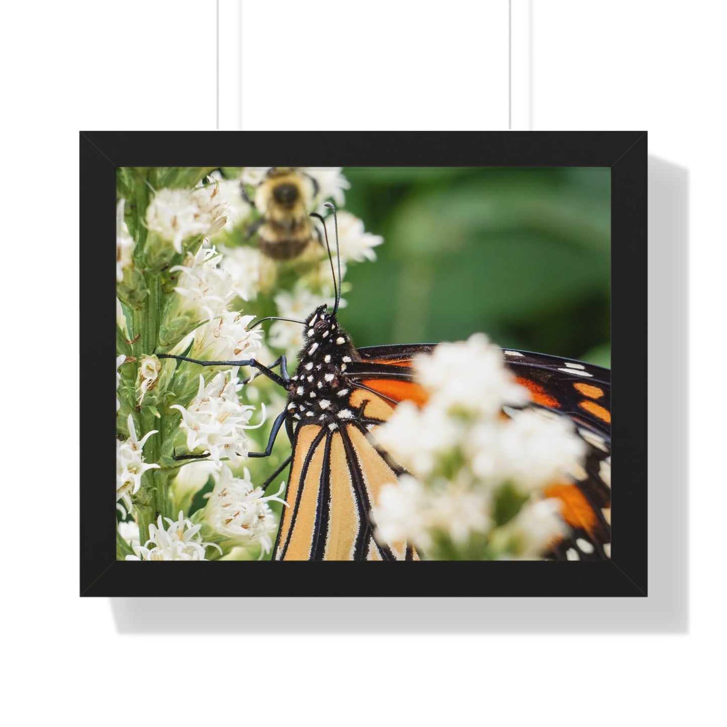 A Monarch Butterfly In Waiting Framed Matte Print