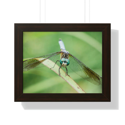 Macro Dragonfly Eyes Framed Matte Print