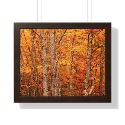 Forest of Autumn Colors Framed Matte Print