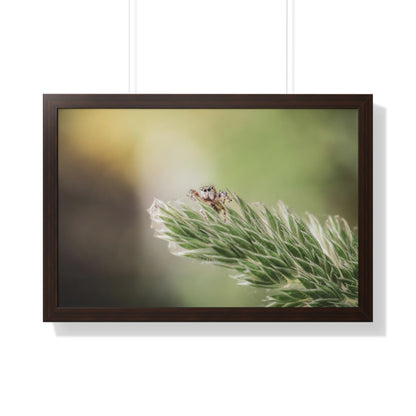 Jumping Spider in Macro Framed Matte Print