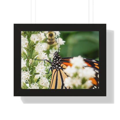 A Monarch Butterfly In Waiting Framed Matte Print