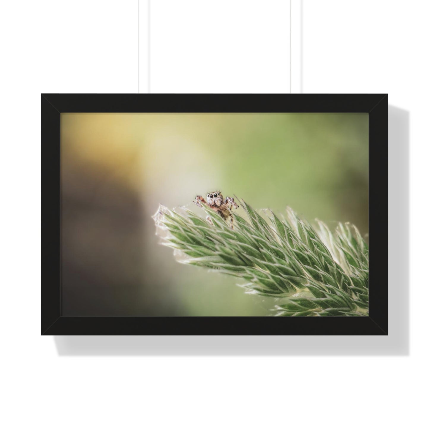 Jumping Spider in Macro Framed Matte Print