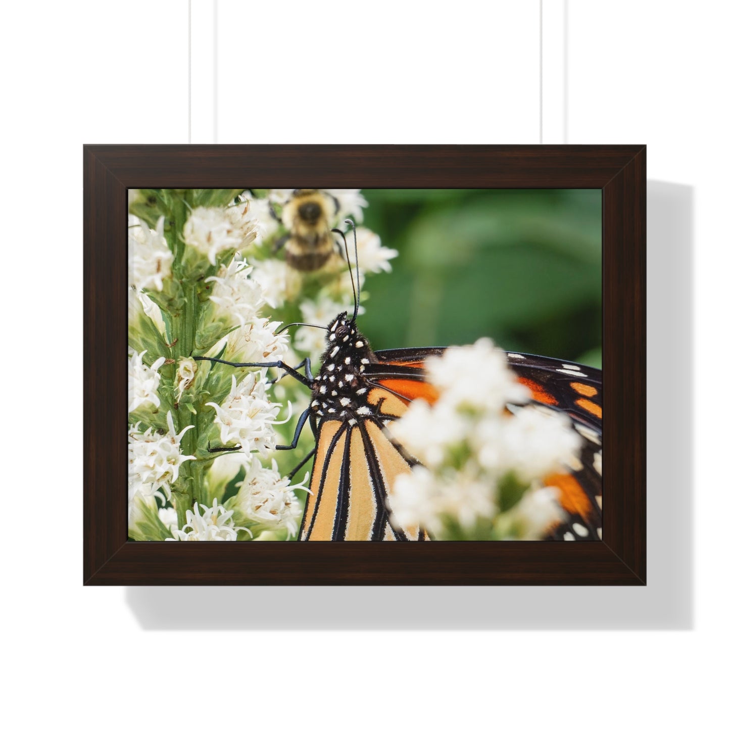 A Monarch Butterfly In Waiting Framed Matte Print