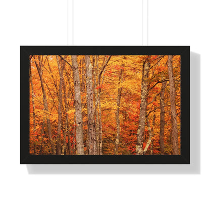 Forest of Autumn Colors Framed Matte Print