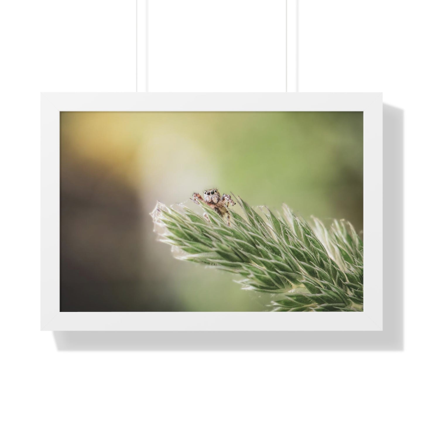 Jumping Spider in Macro Framed Matte Print