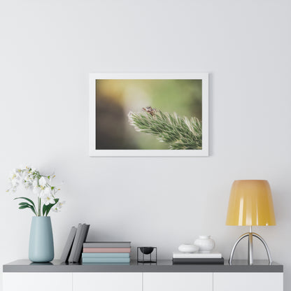 Jumping Spider in Macro Framed Matte Print