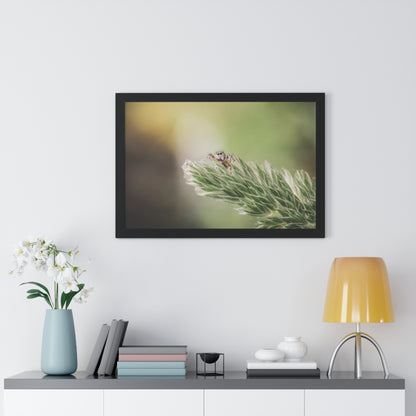 Jumping Spider in Macro Framed Matte Print