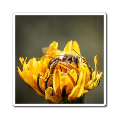 Macro Bee Pollinating Dandelion Magnet