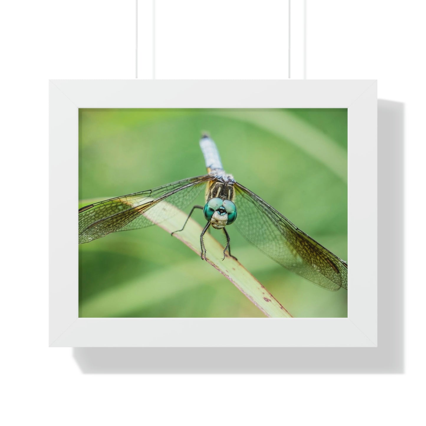 Macro Dragonfly Eyes Framed Matte Print