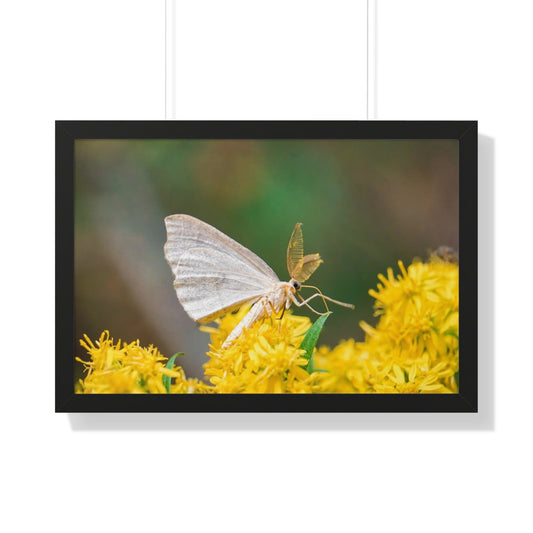 Curious Moth Framed Matte Print