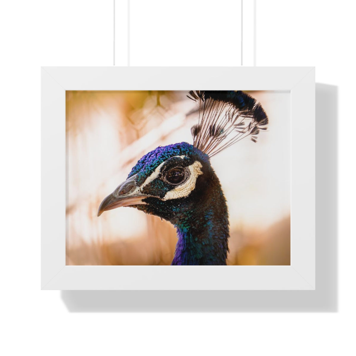 Peculiar Peacock Framed Matte Print