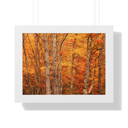 Forest of Autumn Colors Framed Matte Print