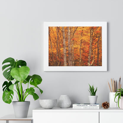 Forest of Autumn Colors Framed Matte Print