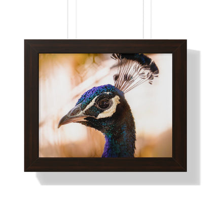 Peculiar Peacock Framed Matte Print