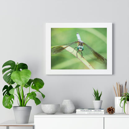 Macro Dragonfly Eyes Framed Matte Print