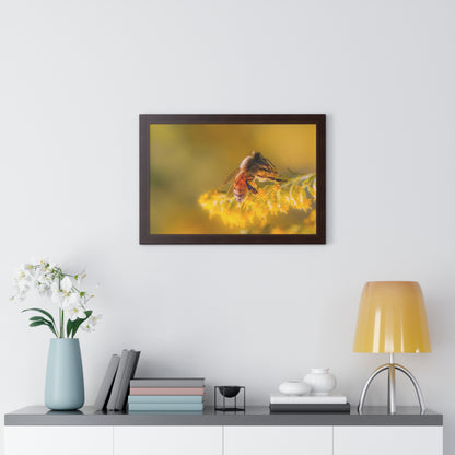 Golden Honey Bee Framed Matte Print