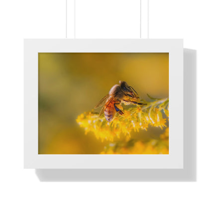 Golden Honey Bee Framed Matte Print