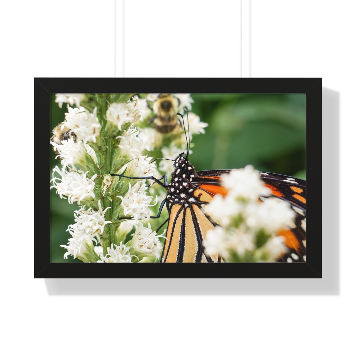 A Monarch Butterfly In Waiting Framed Matte Print