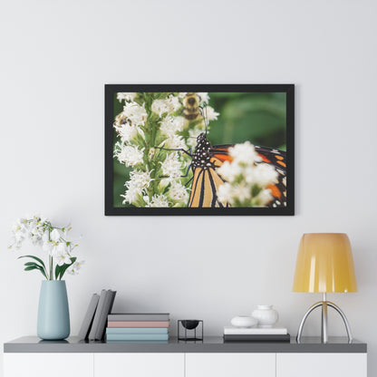 A Monarch Butterfly In Waiting Framed Matte Print