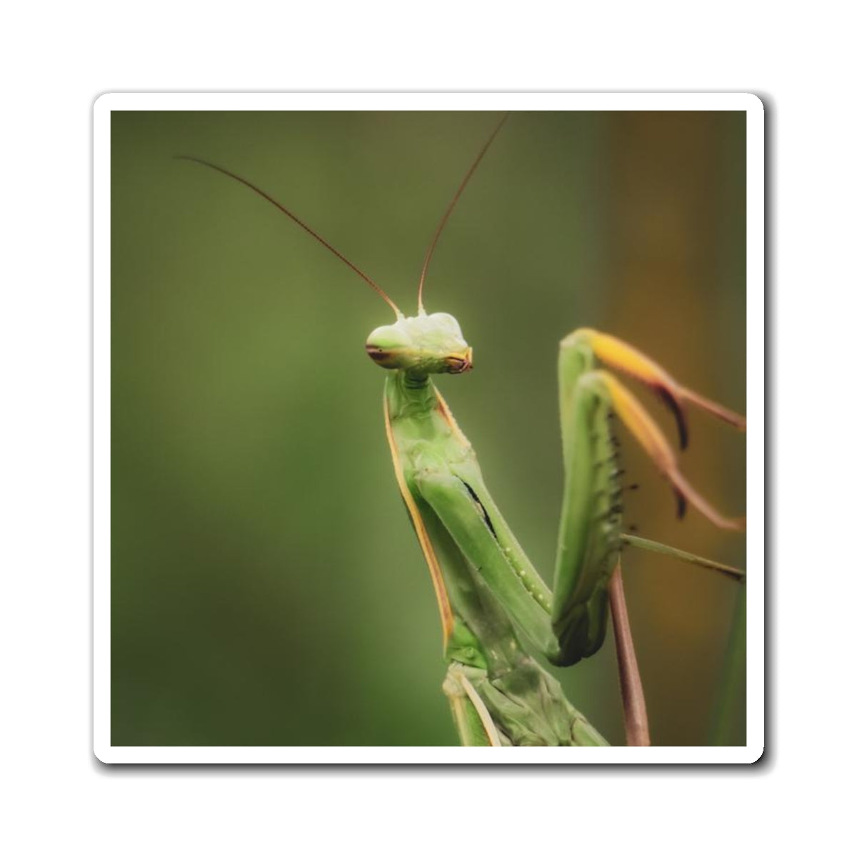 Majestic Mantis Magnet